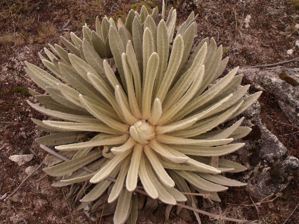 Frailejón del Parque Nacional Sierra de La Culata en Mérida